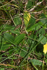 Pilosella officinarum