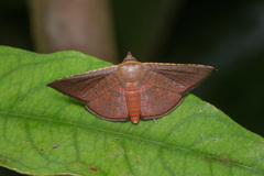 Thyrididae