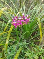 Epidendrum secundum