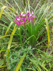Epidendrum secundum
