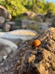 Poecilocoris druraei