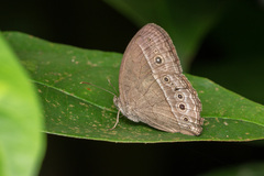 Mycalesis perseoides