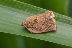 Adoxophyes privatana