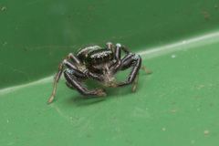 Thiania