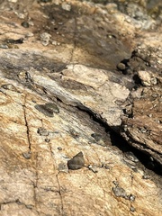 Littorina subrotundata