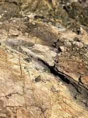 Littorina subrotundata