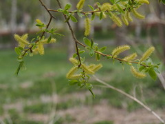 Salix × fragilis