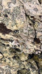 Littorina subrotundata