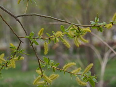 Salix × fragilis
