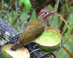 Colaptes rubiginosus