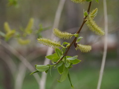 Salix × fragilis