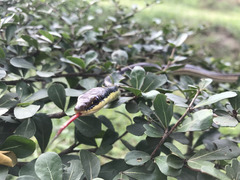 Dendrelaphis pictus
