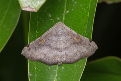 Mecodina