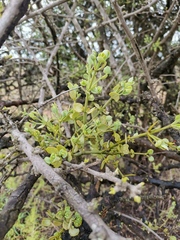 Viscum rotundifolium