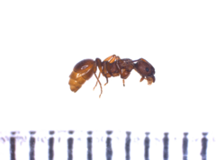 Myrmica