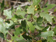 Morella quercifolia