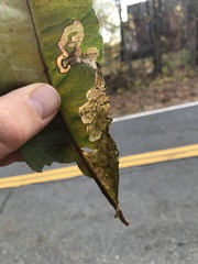 Pegomya bicolor