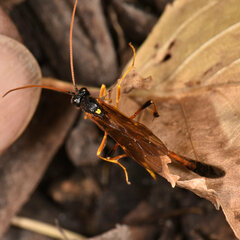 Therion circumflexum