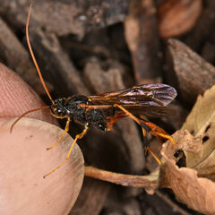 Therion circumflexum