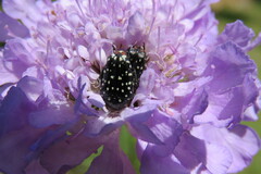 Oxythyrea marginalis