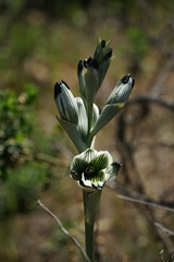 Chloraea bletioides