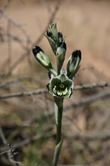 Chloraea bletioides