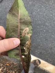 Pegomya bicolor