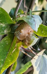 Araneus pallidus