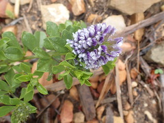 Psoralea bracteolata
