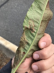 Pegomya bicolor