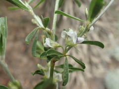 Psoralea candicans