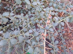 Magnoliopsida