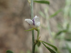 Psoralea candicans