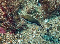 Canthigaster callisterna