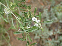 Psoralea candicans