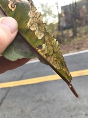 Pegomya bicolor