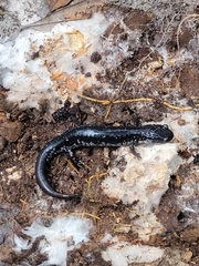Plethodon chlorobryonis