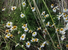 Tripleurospermum maritimum