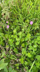 Geranium molle