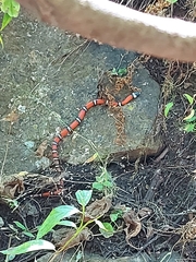 Lampropeltis polyzona