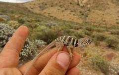 Crotaphytus vestigium