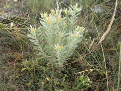 Leucadendron meridianum