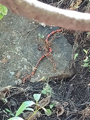 Lampropeltis polyzona