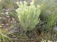Leucadendron meridianum