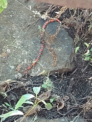 Lampropeltis polyzona