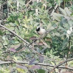 Aegithalos glaucogularis