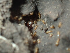 Crematogaster natalensis dulcis