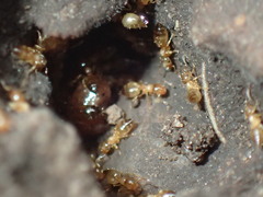 Crematogaster natalensis dulcis