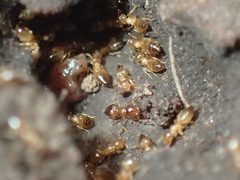 Crematogaster natalensis dulcis