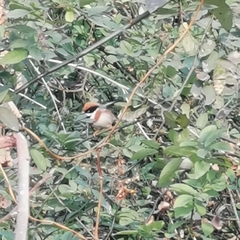 Aegithalos concinnus